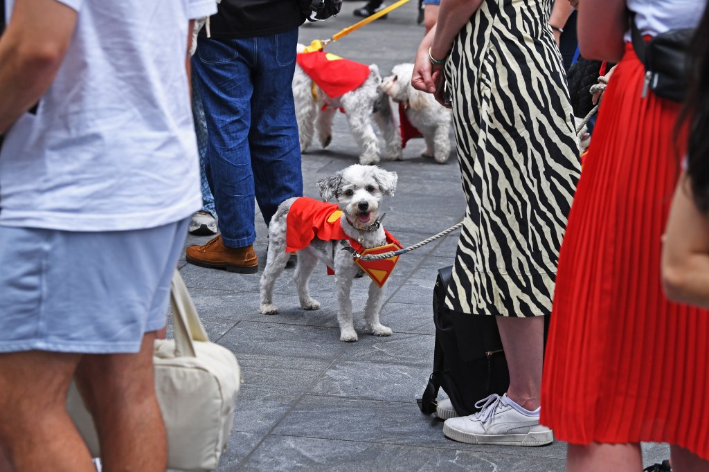 Small dog in Superman costume at a dog show.