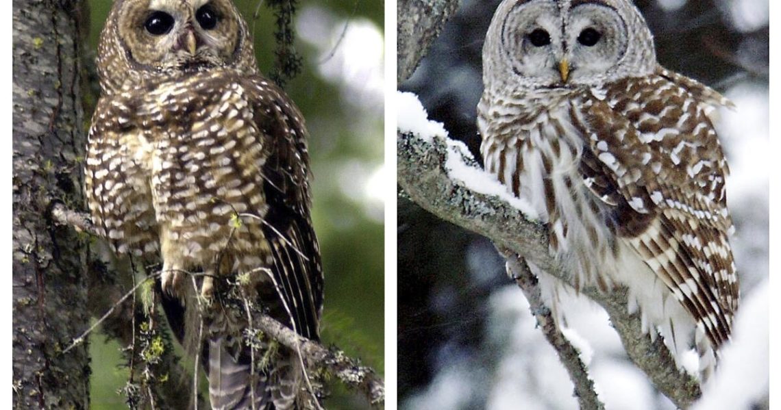 A plan to shoot 450,000 owls — to save a different owl — could be in jeopardy