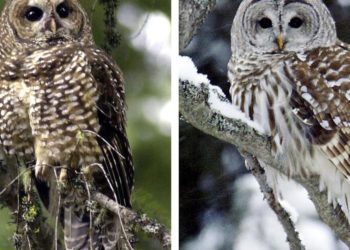 A plan to shoot 450,000 owls — to save a different owl — could be in jeopardy