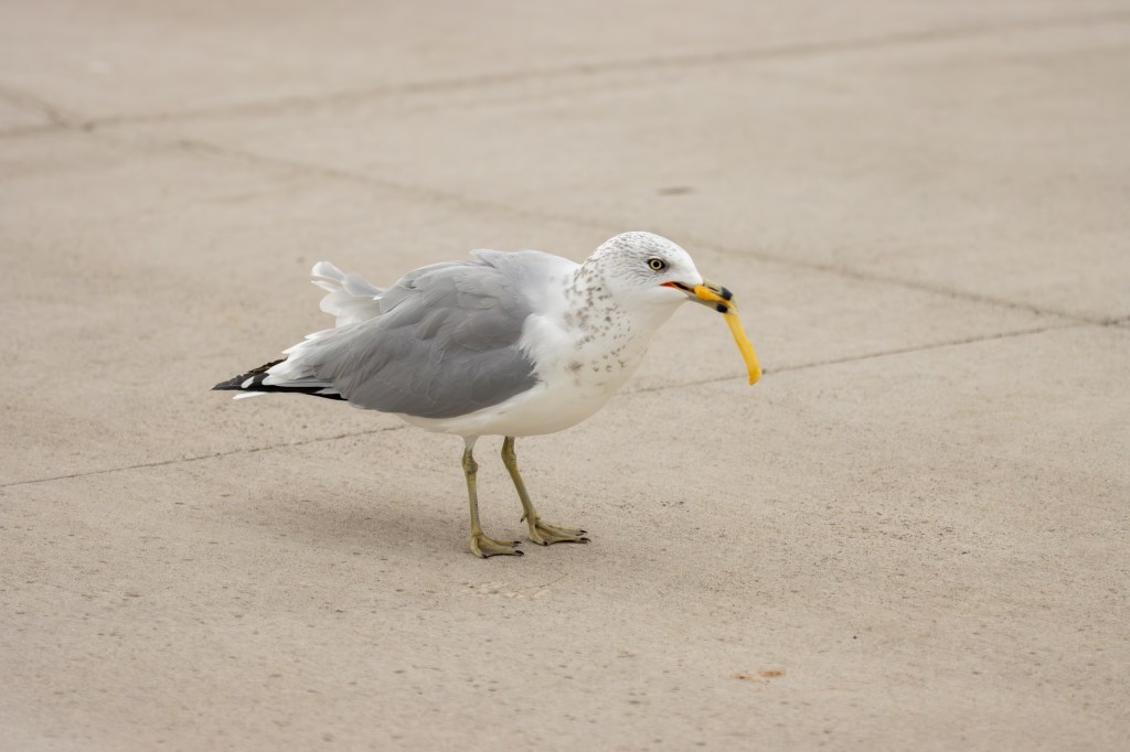 a seagull with a french fry