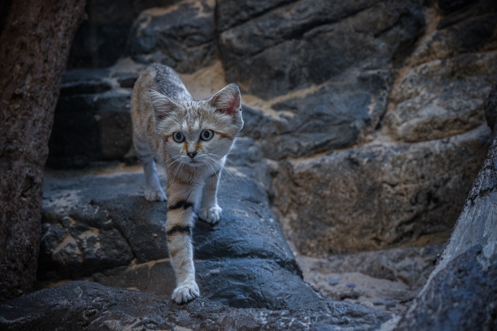 Sand cat kitten walking on rocks.