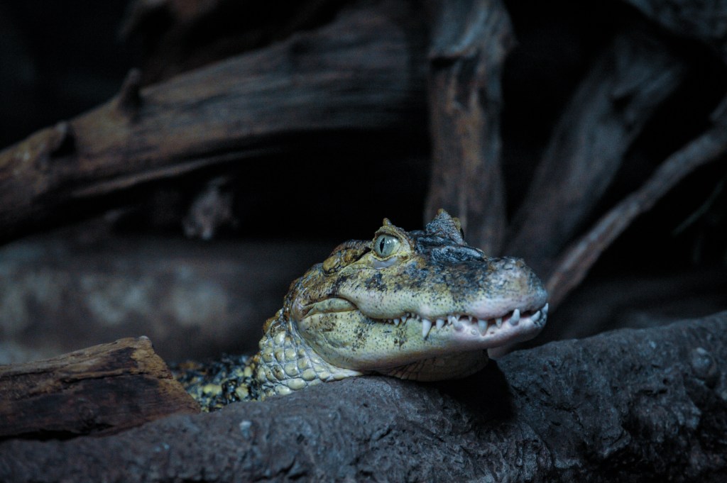 Broad-snouted caiman head and shoulders.