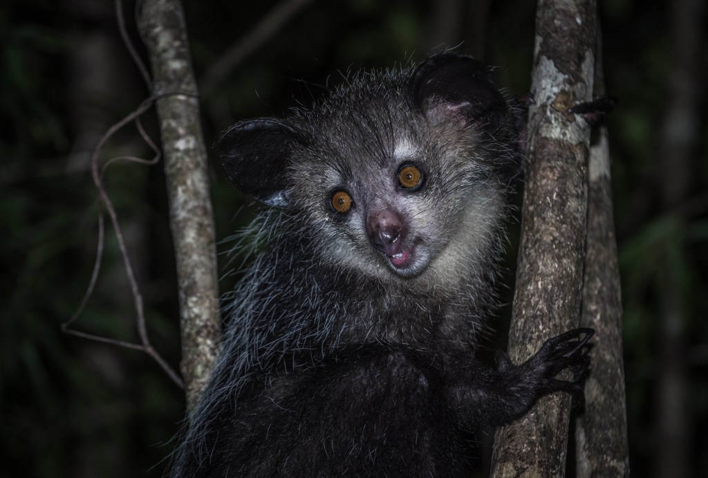 Aye-aye clinging to a tree branch.