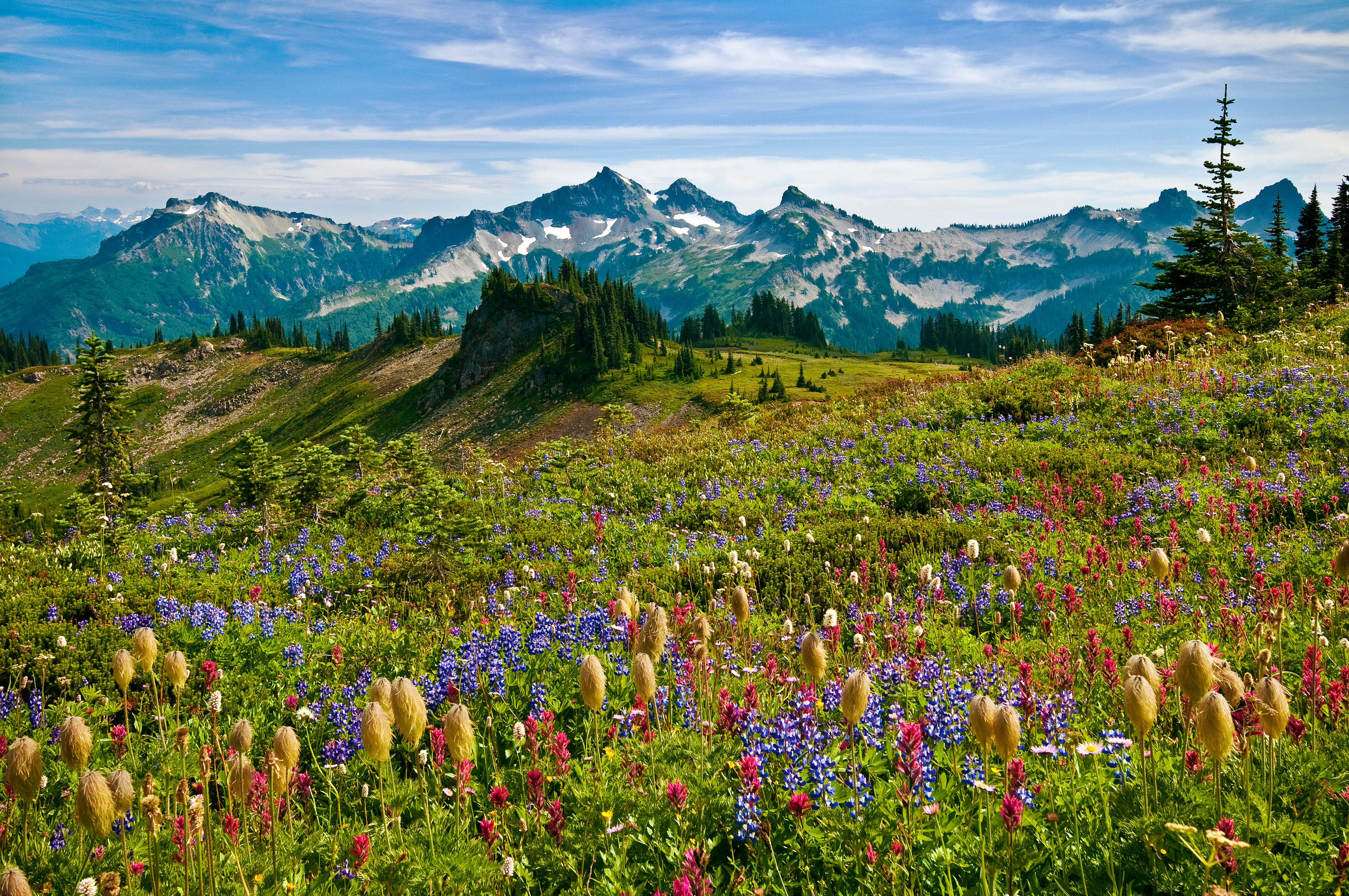 A flower meadow with trees and mountains in the background at Mount Rainier National Park