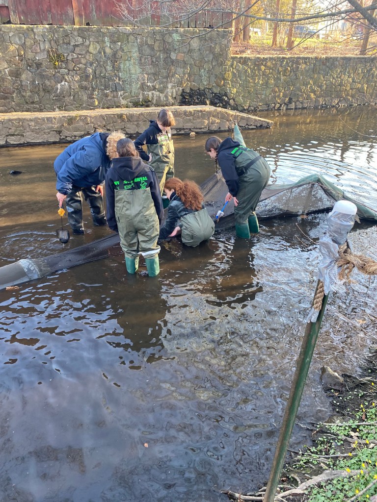 St. Clare ELF Team members clean the net after they have collected the eels.