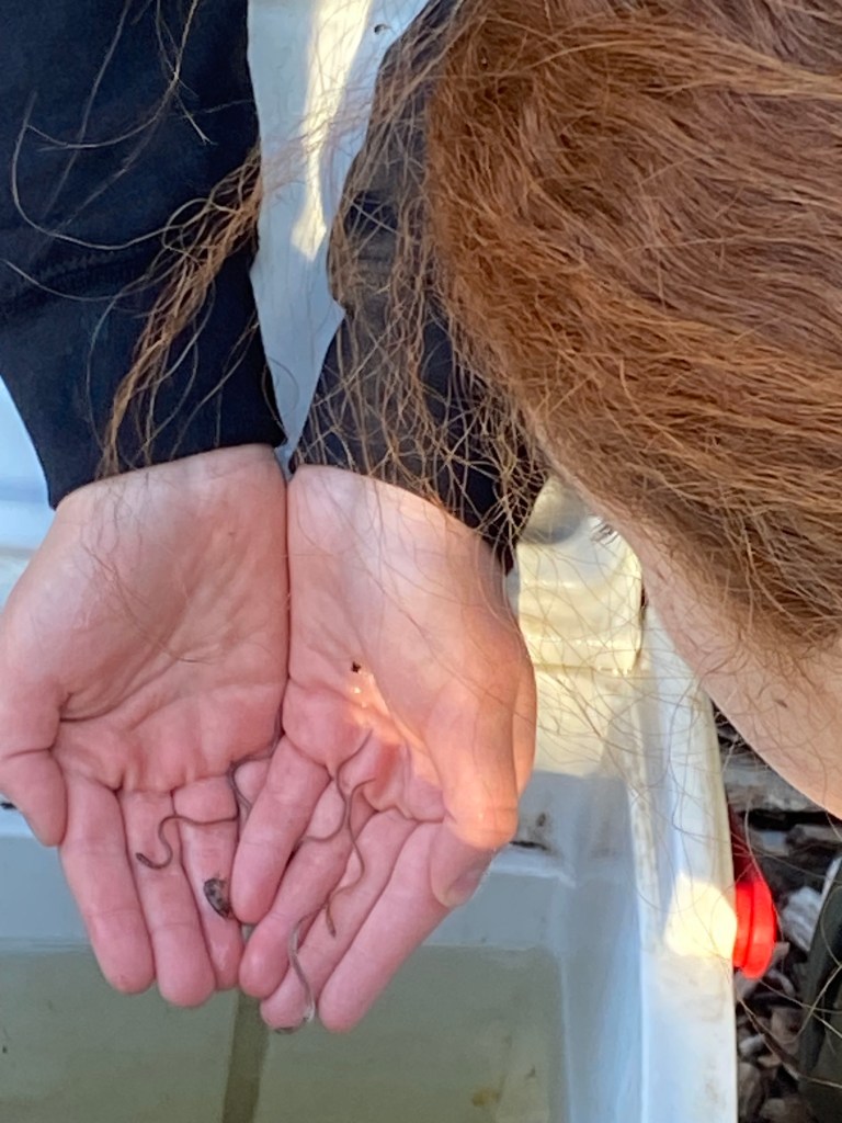 A child holds glass eels in her hand.