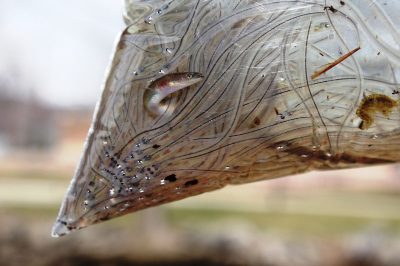 Glass eels in a plastic bag.