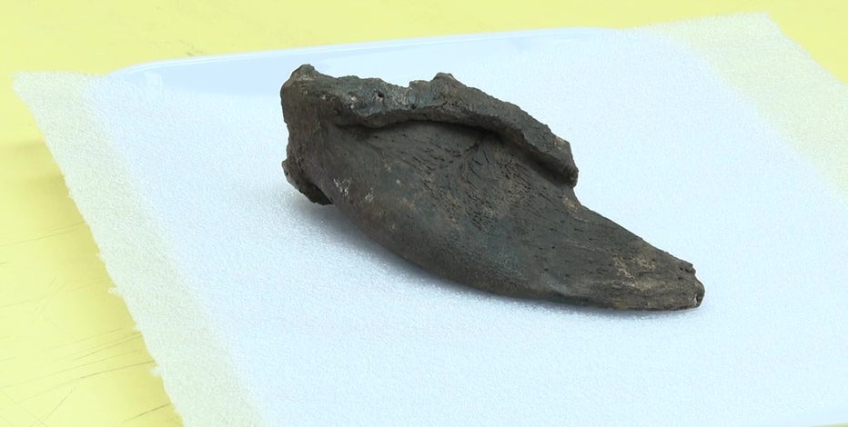 Dark-colored bone fragment on white surface.