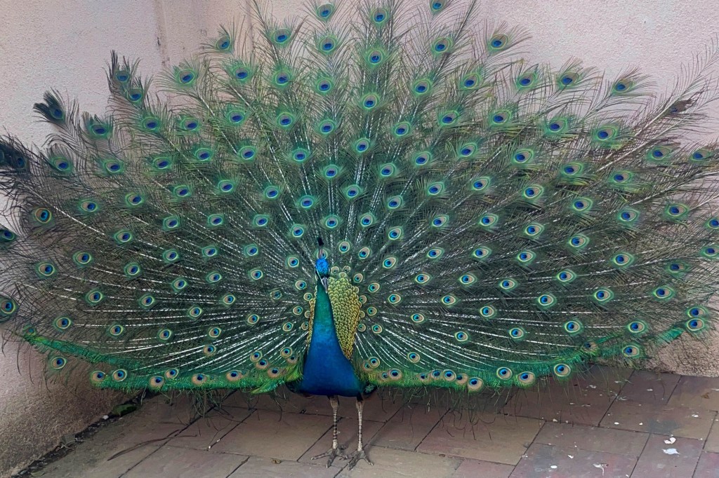 Peacock displaying its plumage.