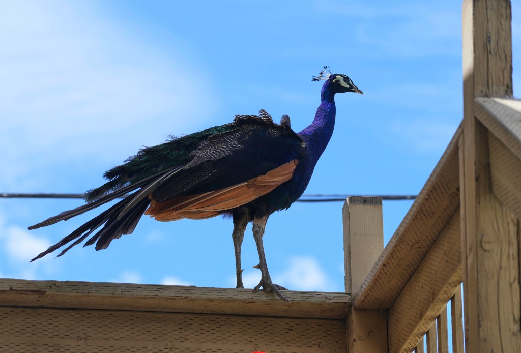 Peacock perched on a deck railing.