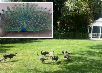 Dozens of peacocks — worth about $2K a piece — mysteriously vanish from historic California hotel