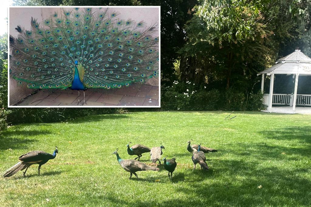 Dozens of peacocks — worth about $2K a piece — mysteriously vanish from historic California hotel
