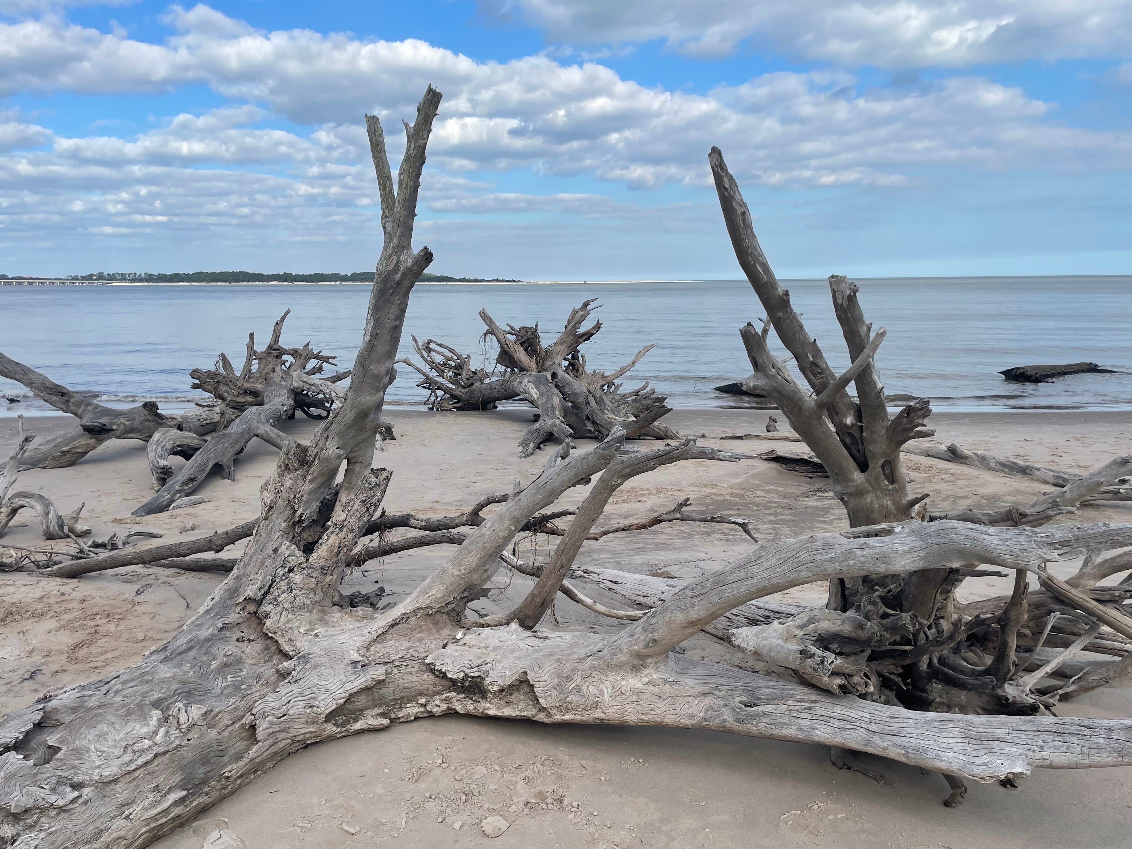 Large driftwood pieces scattered along the shoreline at Boneyard Beach, Big Talbot Island State Park.