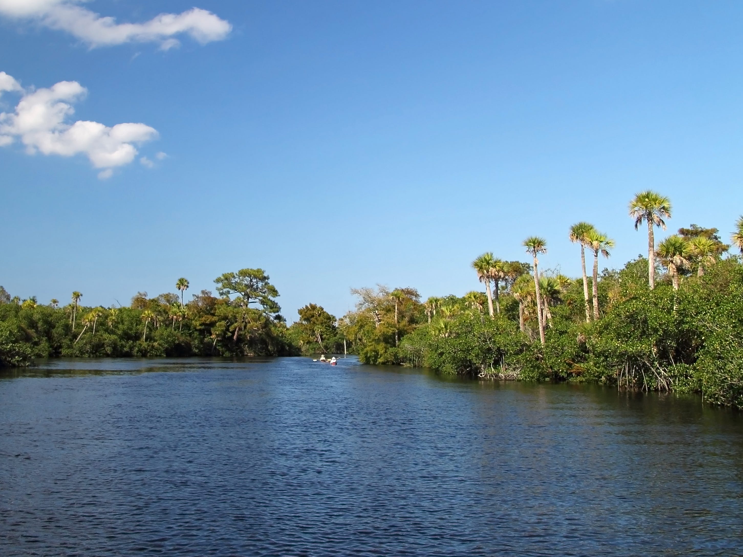 The Loxahatchee River surrounded by trees at Jonathan Dickinson State Park.