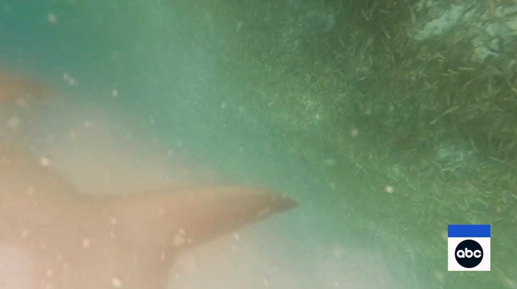 Underwater video of a shark attack.