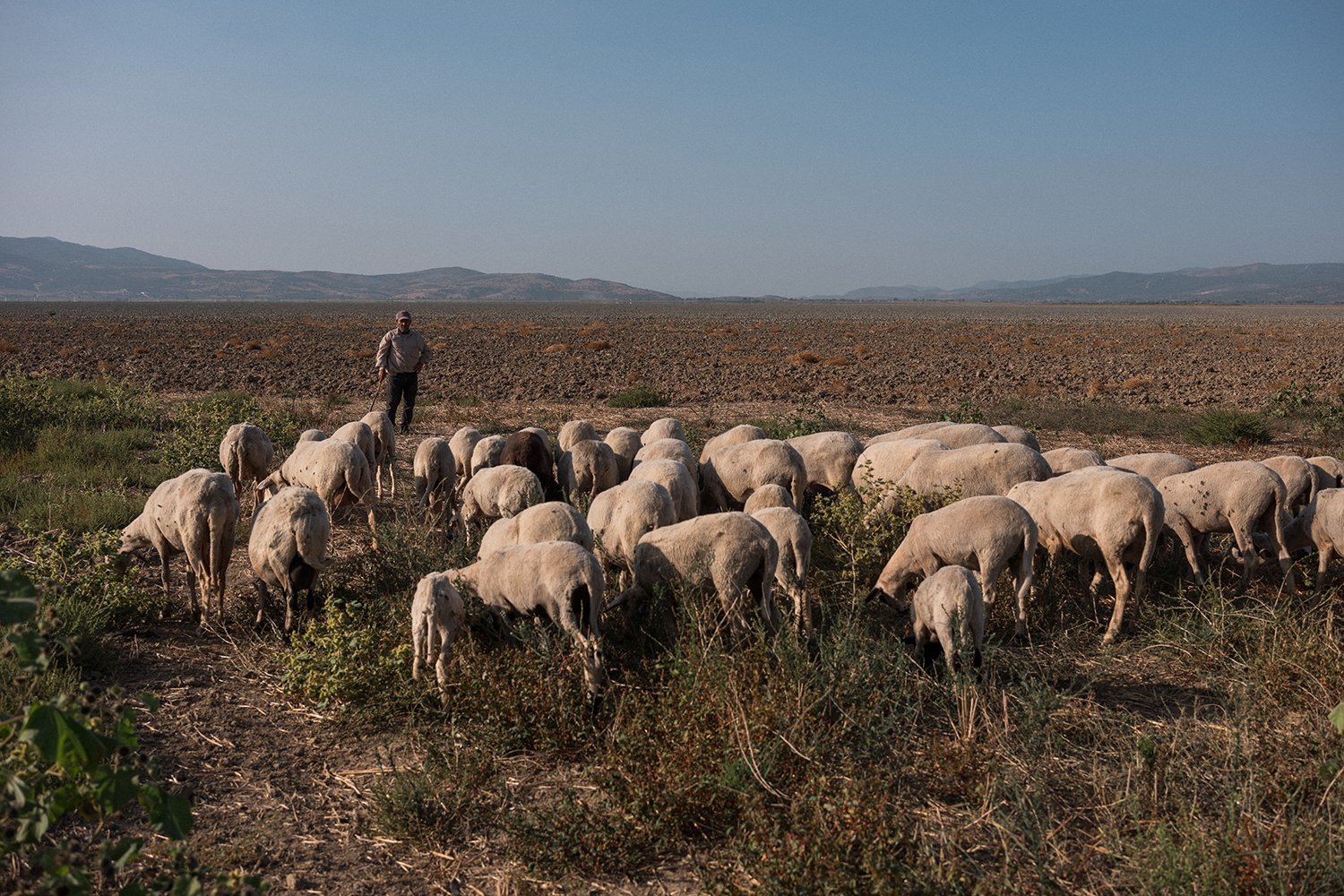 A shepherd watches over a herd of sheep as they graze for food on the dry bed of Marmara Lake.