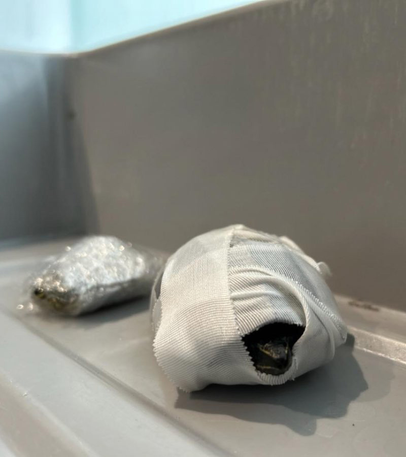 Two turtles wrapped in cloth confiscated at a TSA checkpoint.