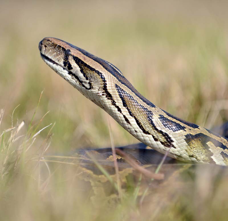 Burmese python's head and neck above grass.
