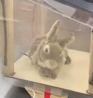 Robotic bunny in a mesh enclosure.