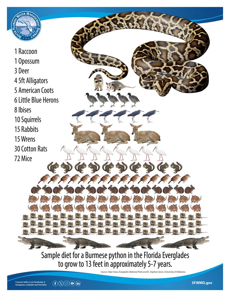Illustration of a Burmese python's diet in the Florida Everglades, showing the number of animals it consumes to grow to 13 feet in 5-7 years.