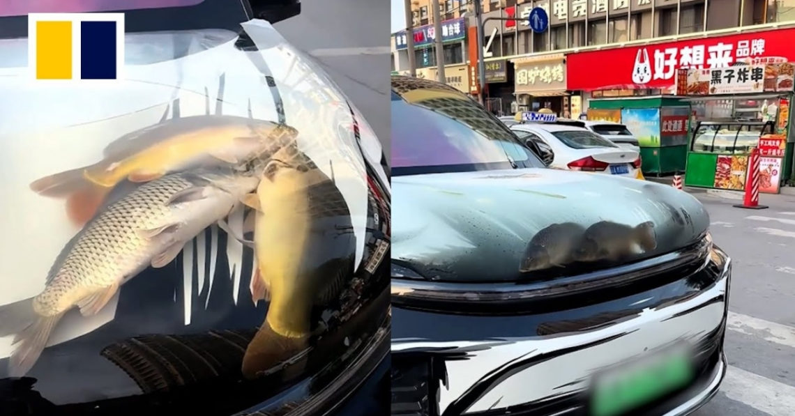 This Man Turned His Car Hood Into an Aquarium—and Then Left the Fish To Die