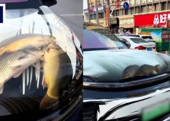 This Man Turned His Car Hood Into an Aquarium—and Then Left the Fish To Die