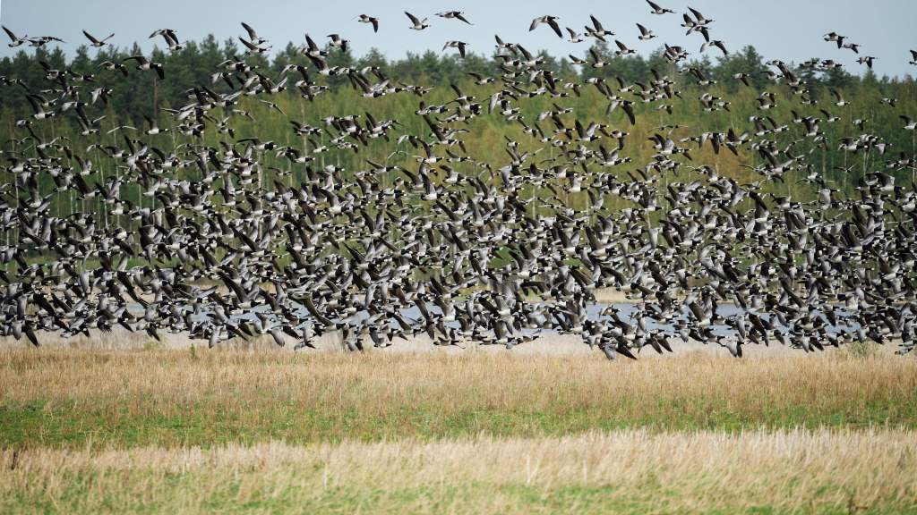 Illustration of a large flock of barnacle geese flying over a field.