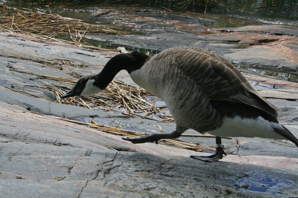 Branta leucopsis goose in Helsinki, Finland.