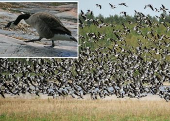 Popular beach covered in ‘shocking amount of poop’ every day: ‘You have to watch your every step’