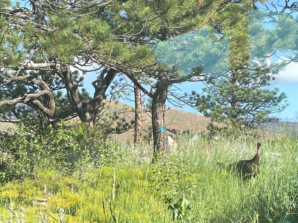 wild turkey in colorado