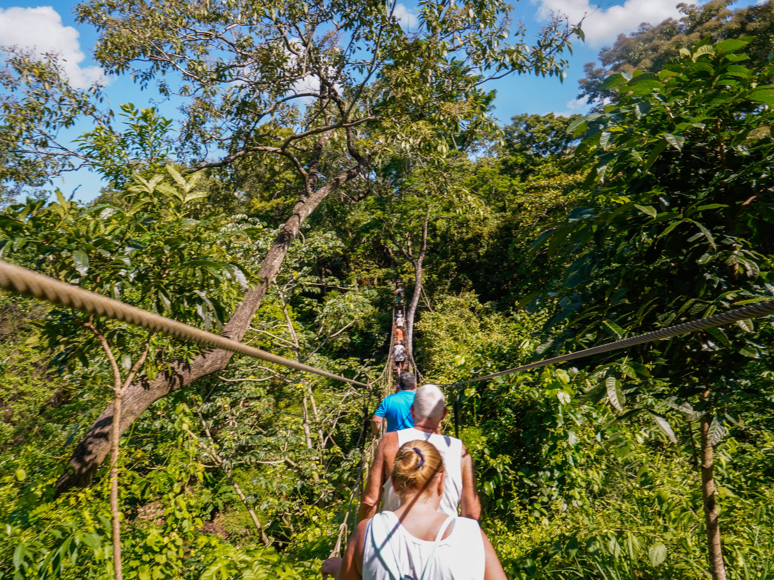 People on a suspended bridge surrounded by trees