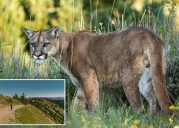 4-year-old child attacked by mountain lion on family hike at Olympic National Park