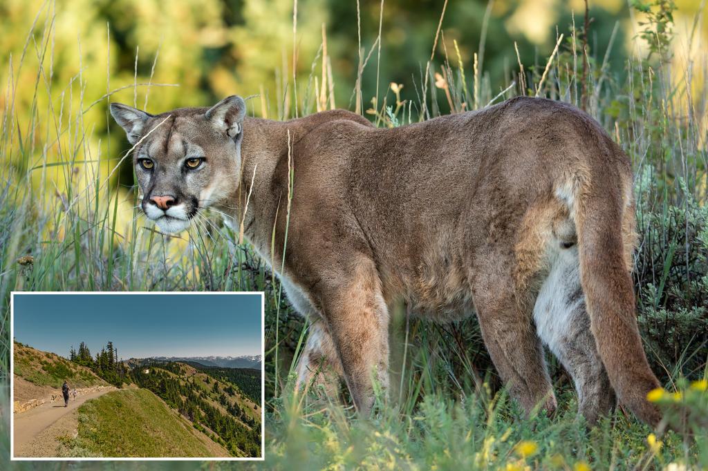 4-year-old child attacked by mountain lion on family hike at Olympic National Park