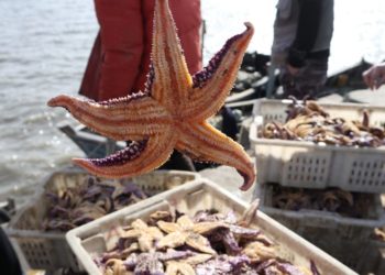 Amazon’s Starfish project is using AI to create the ultimate source of information for ‘all products worldwide’