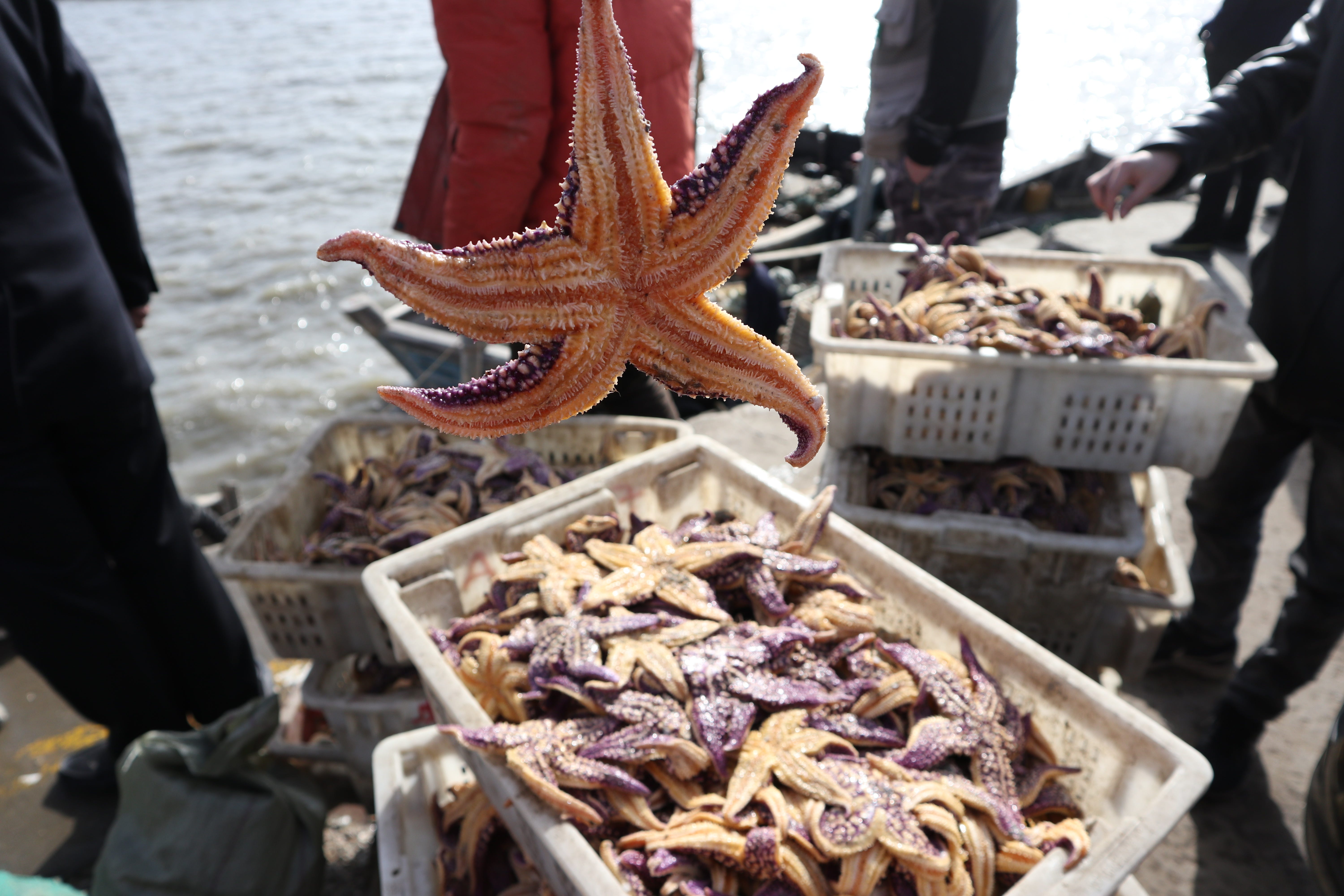 Local fishermen are busy salvaging starfish at Hongdao port in the farming area of Jiaozhou Bay, prepare for shipping to the seafood markets in Qingdao City, east China's Shandong Province, 16 March 2021. Recently, some of the local aquaculture areas starfish flooding caused widespread concern, the marine fisheries department has taken salvage and other measures to mitigate the impact of starfish