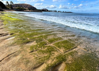 Ancient Hawaiian Petroglyphs Reemerge After Being Hidden by Waves