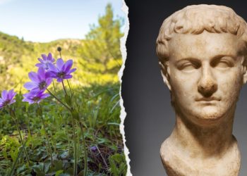 Ancient Roman emperor Caligula had an unexpected interest in medicinal plants, historians find