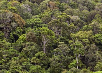 Australia’s heaviest new stick insect discovered