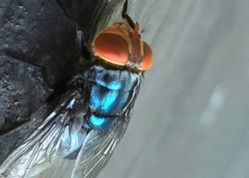 Billions of flies to be dumped from planes to fight flesh-eating screwworms