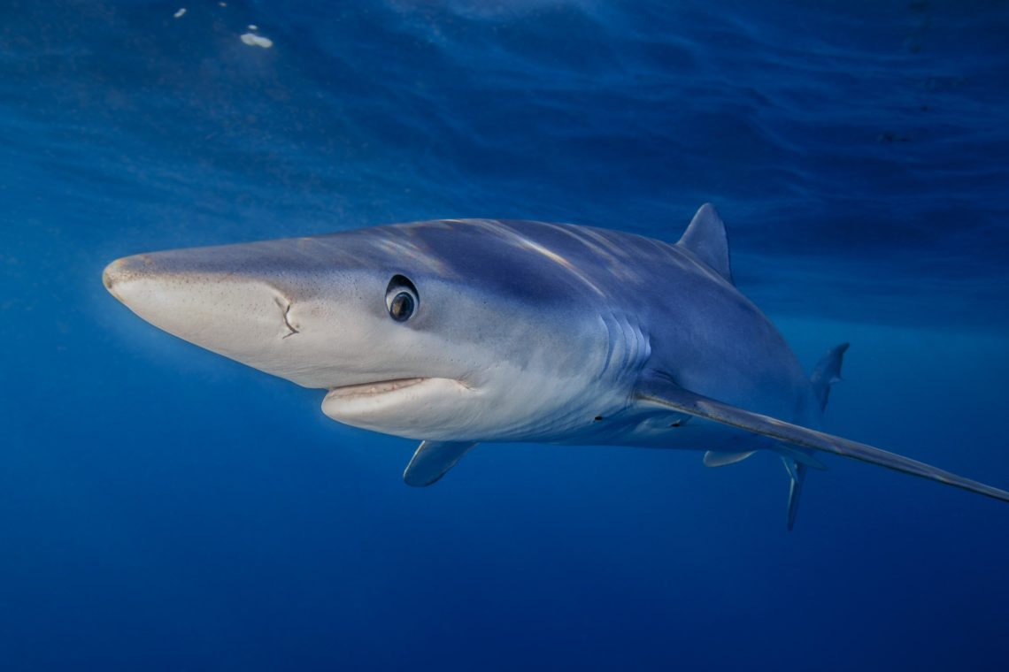 Blue sharks might actually be some of nature’s most unexpected chameleons