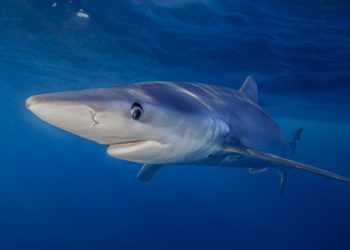 Blue sharks might actually be some of nature’s most unexpected chameleons