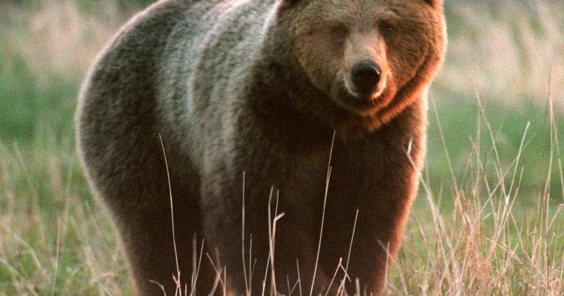 Brown bear mauls woman on popular Alaska trail