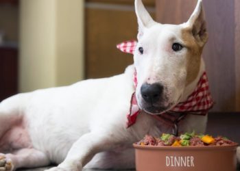 Can Rufus’ dog food make him live forever?