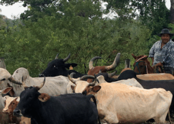 Catholic Priest Claims to Document Decade-Long Slave Labor Conditions at Volkswagen Ranch in Brazil