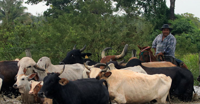 Catholic Priest Claims to Document Decade-Long Slave Labor Conditions at Volkswagen Ranch in Brazil