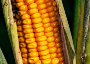 Corn Sweat Is Making Midwest Heat Waves a Lot Hotter