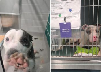 Filthy, cramped conditions at NYC-funded animal shelter persist a year after Post investigation