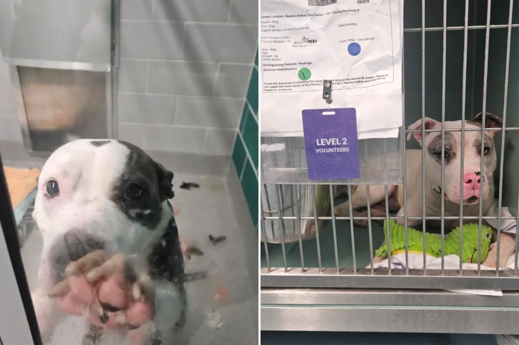 Filthy, cramped conditions at NYC-funded animal shelter persist a year after Post investigation