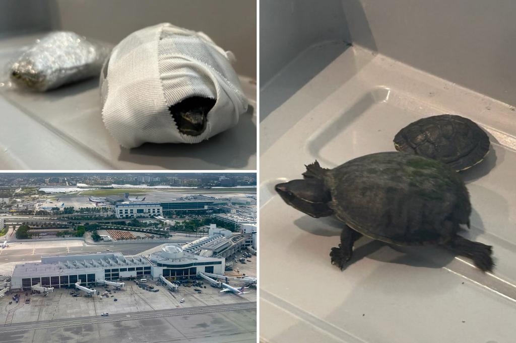 Fla. flier caught trying to smuggle turtles in her bra: ‘Stop hiding animals in weird places!’