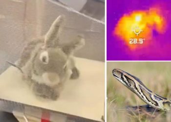 Florida deploys furry robot rabbits to fight invasive Burmese python overpopulation